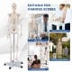 Medical School Human Anatomy Class Life-size Skeleton Model