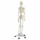 Medical School Human Anatomy Class Life-size Skeleton Model