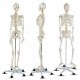 Medical School Human Anatomy Class Life-size Skeleton Model