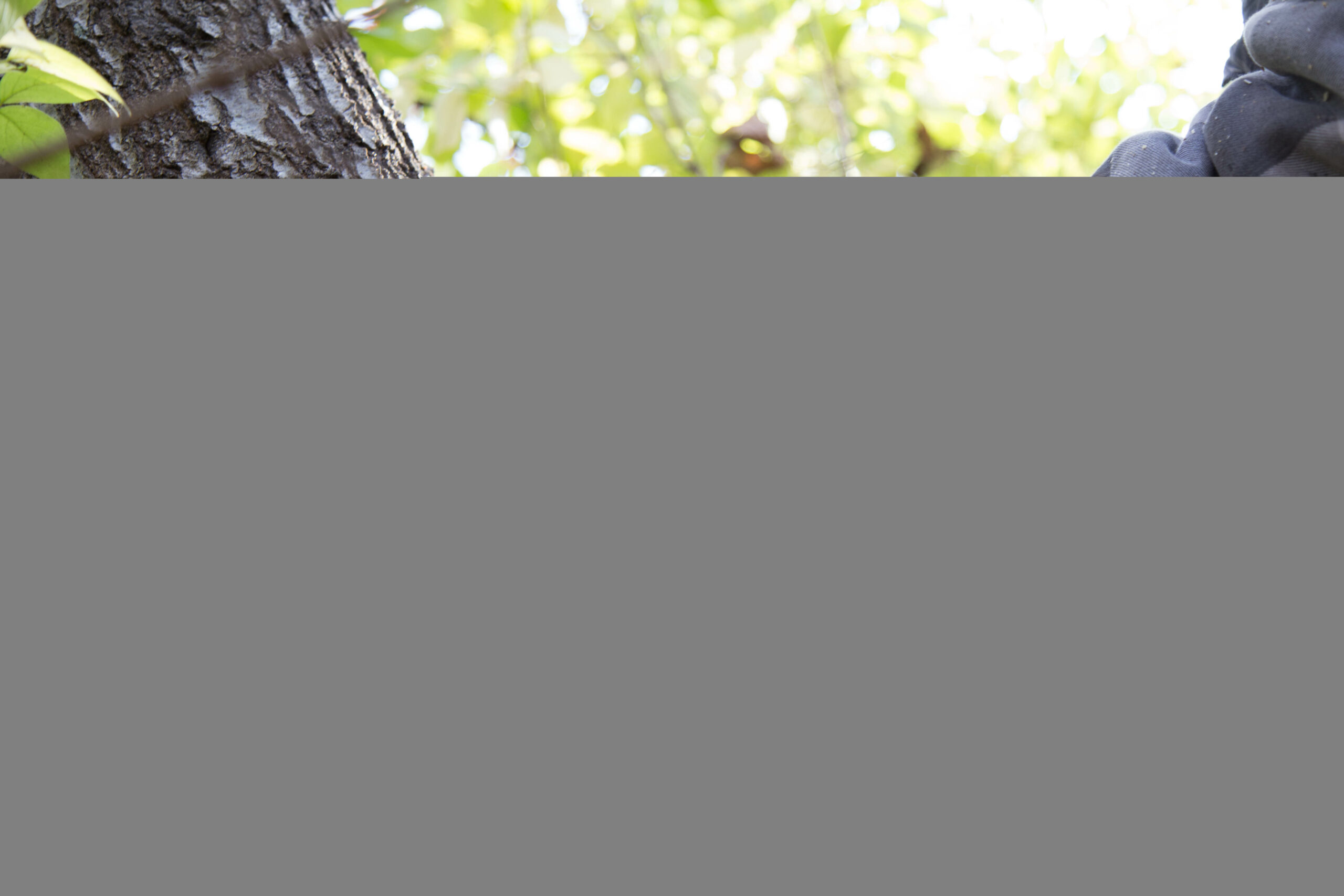 WEN 40V Max 16-Inch Brushless Cordless Chainsaw with 4Ah Battery & Charger