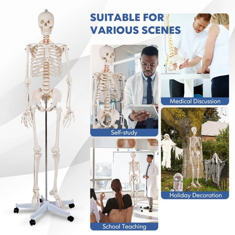 Medical School Human Anatomy Class Life-size Skeleton Model