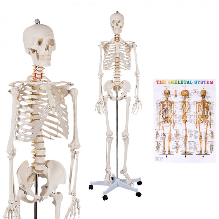 Medical School Human Anatomy Class Life-size Skeleton Model