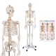 Medical School Human Anatomy Class Life-size Skeleton Model