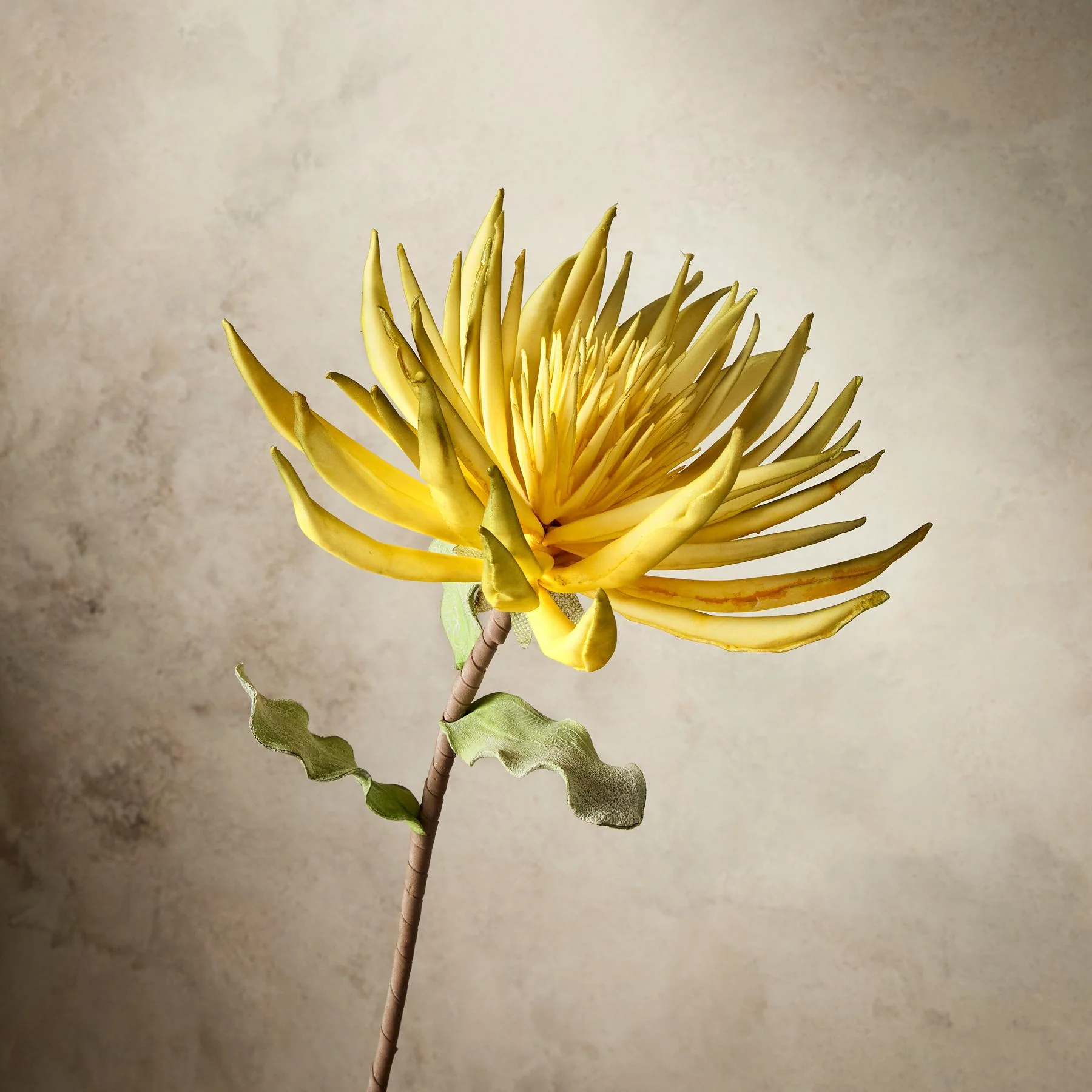 Bountiful Botanicals