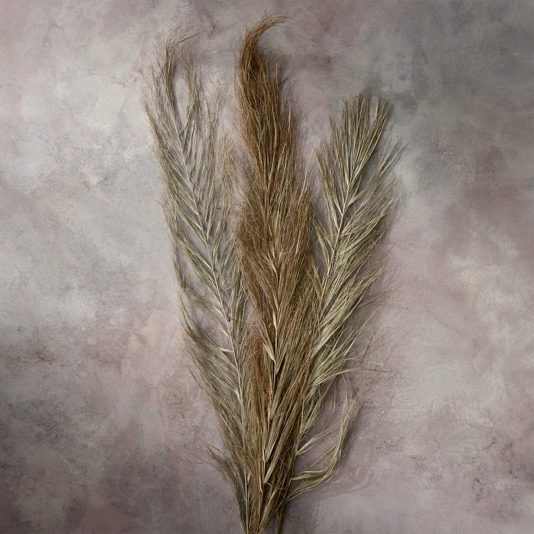 Countryside Dried Botanics