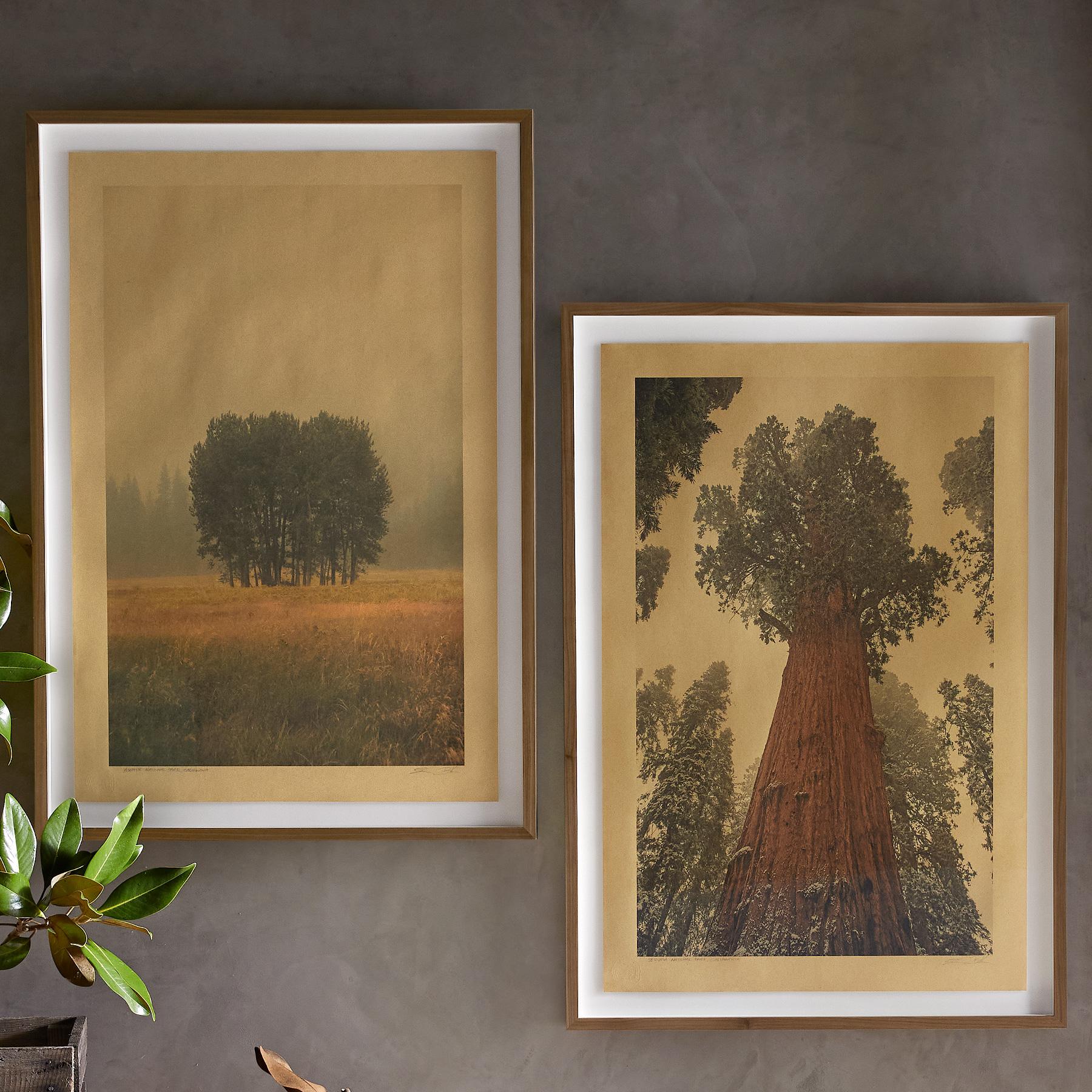 Sequoia National Park Print