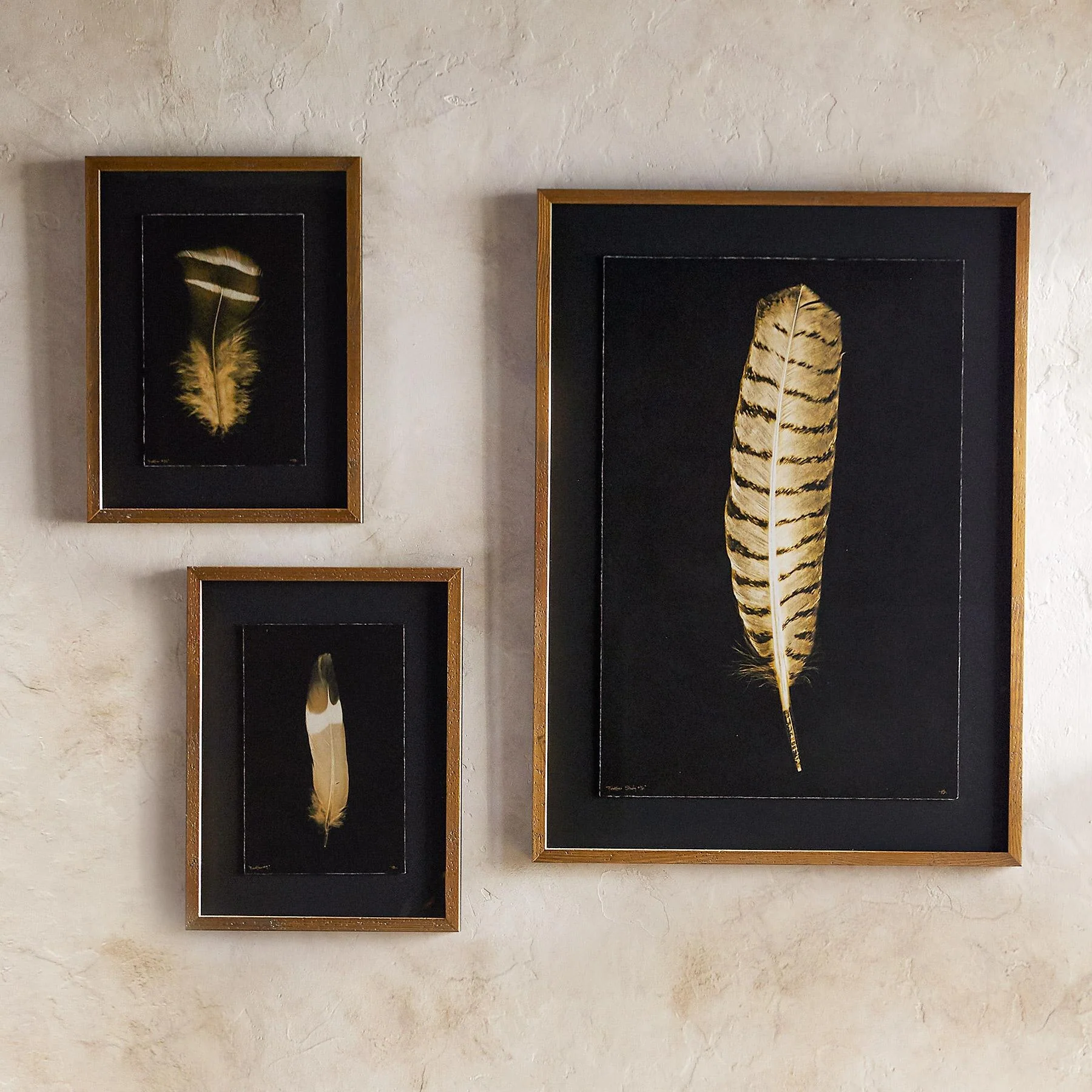 Feather Studies Negatives Prints