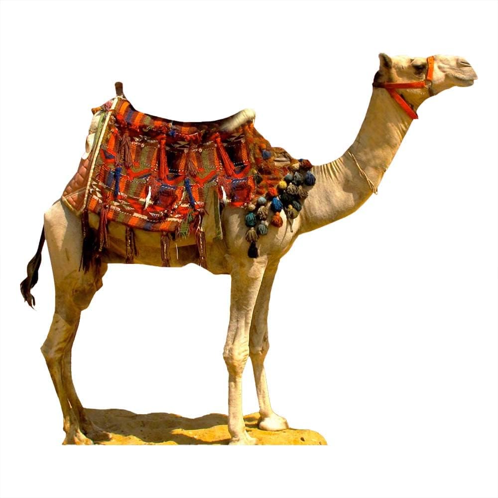 Anderson’s Desert Camel Cardboard Stand-up Kit – Oversized Printed-On-Demand Prop for Nativity Scenes, Travel-Themed Events, School Plays, Prom Nights, Museum Displays, and Holiday Celebrations