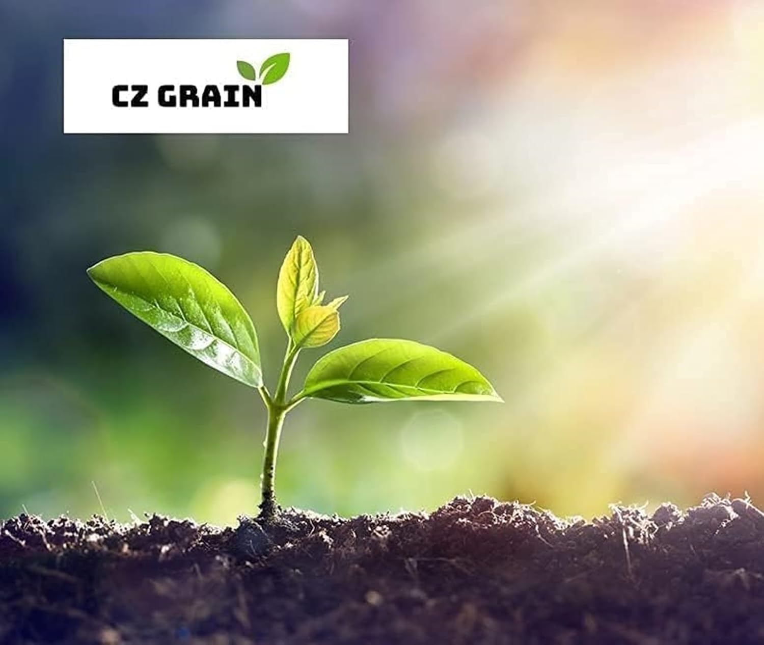 Red Dogwood Branches, Vase Filler Decor 26-36 Inches Tall - 100% All Natural. - Vase Filler, Wedding Decoration (50 Branches)