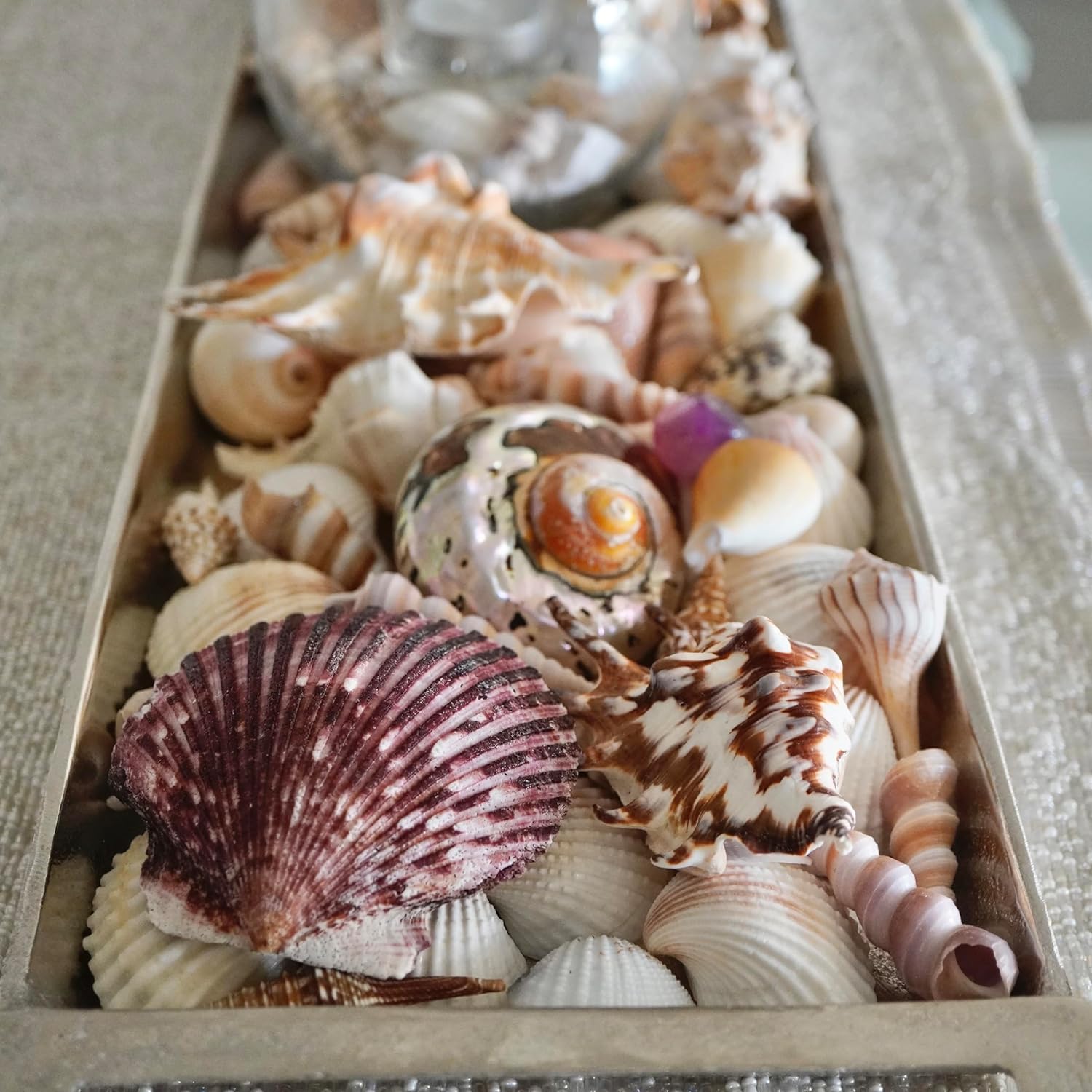 Large Scallop Shells 2.5''-3.5'' Natural Colorful Scallop Shells for Decorating from Sea Beach Real Seashells for Crafting, Baking Shells Beach Party Wedding Fishtank DIY Crafts (25)