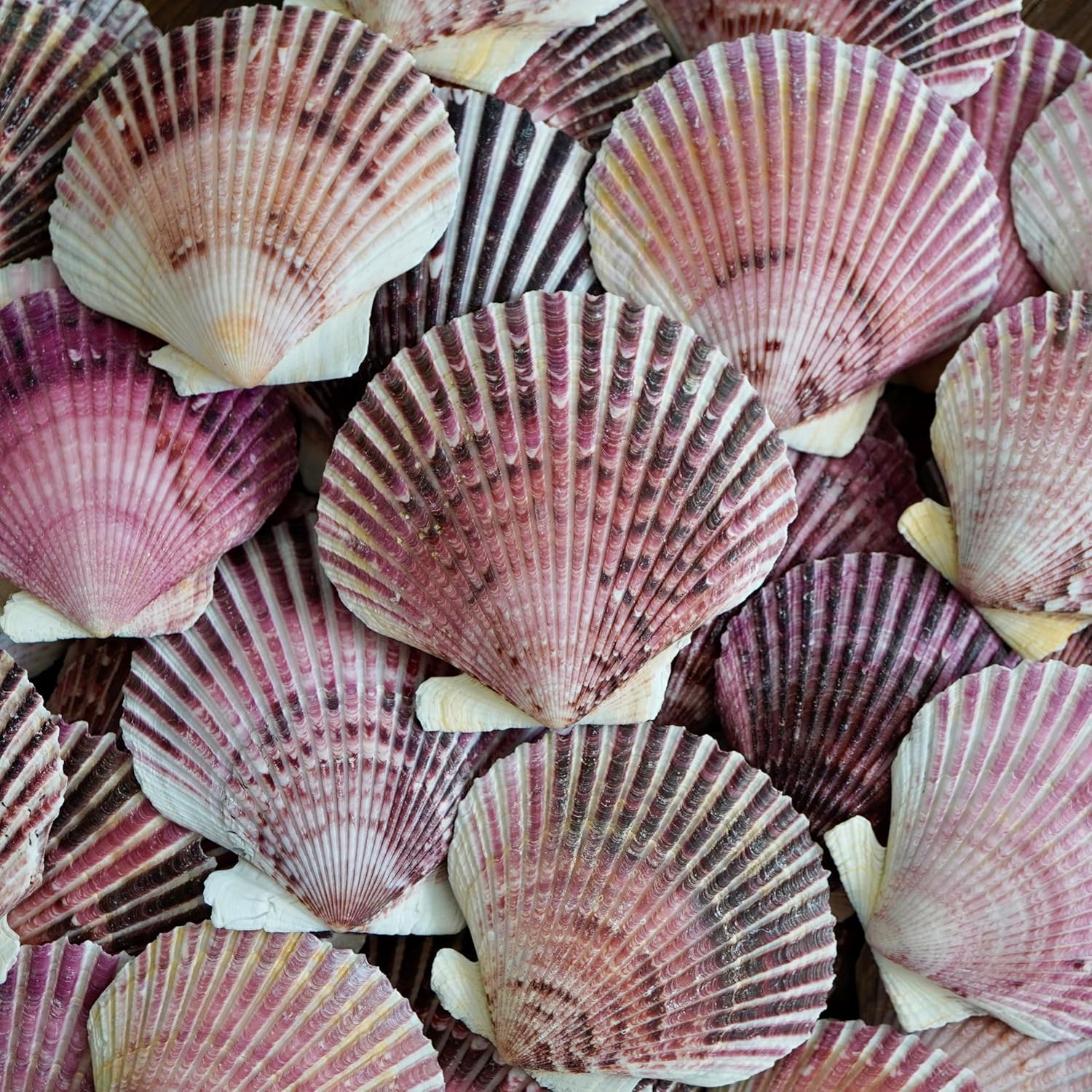 Large Scallop Shells 2.5''-3.5'' Natural Colorful Scallop Shells for Decorating from Sea Beach Real Seashells for Crafting, Baking Shells Beach Party Wedding Fishtank DIY Crafts (25)