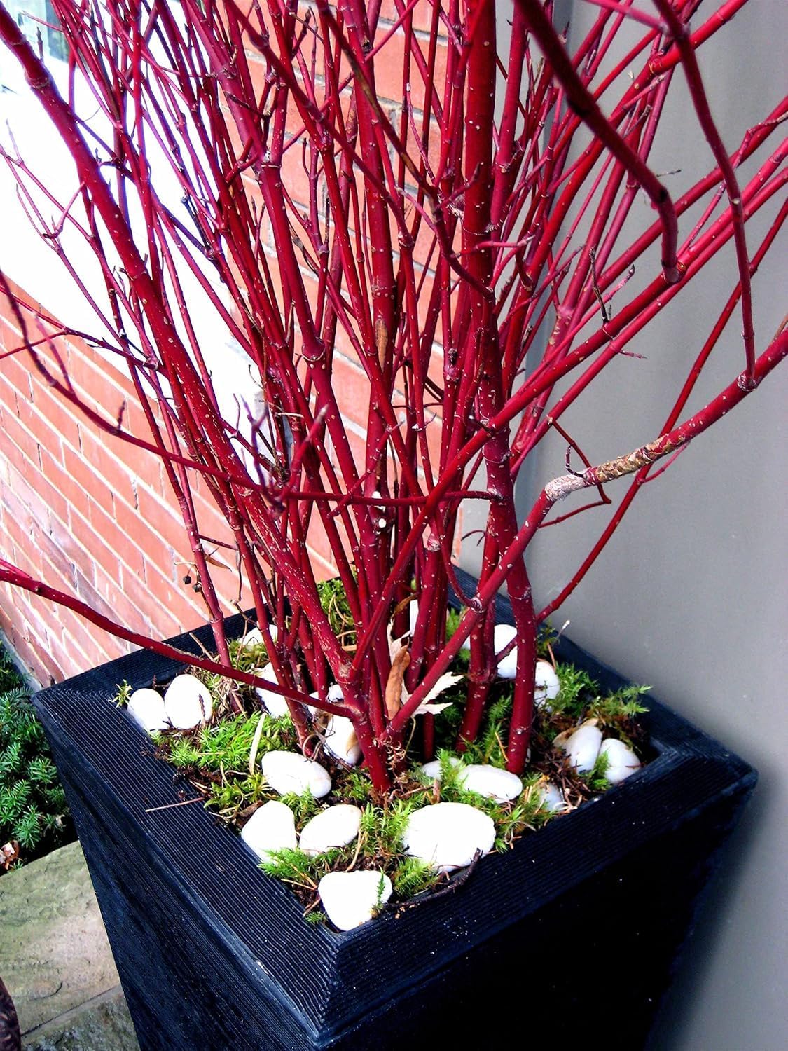 Red Dogwood Branches, Vase Filler Decor 26-36 Inches Tall - 100% All Natural. - Vase Filler, Wedding Decoration (50 Branches)