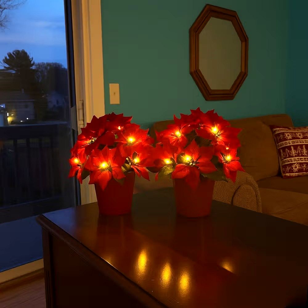 Radiant Ruby Poinsettia