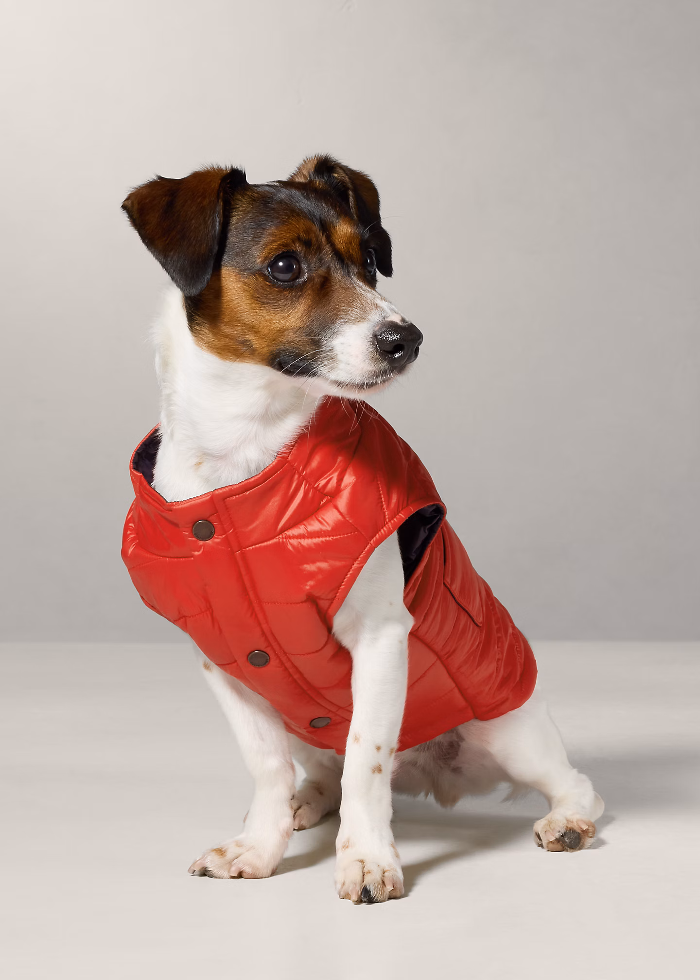 Pufferjacke für Hunde - RALPH LAUREN OUTLET
