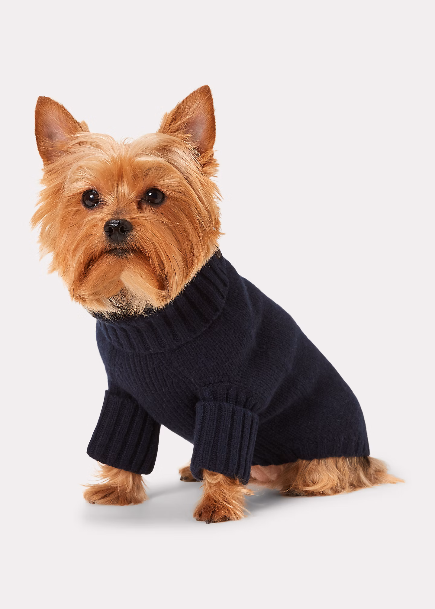 Hundepullover mit Kaschmir und Polo Bear - RALPH LAUREN OUTLET